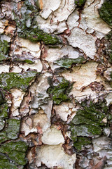 Texture of birch bark with green spots of moss