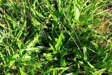 Spitzwegerich, Spießkraut, Heilwegerich, Ripplichrut, Spitzwegeblatt, Plantago lanceolata