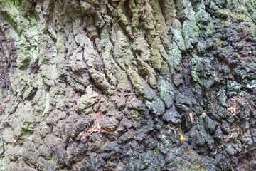 tree_bark