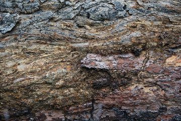 Corteccia
