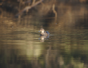 A grey Teal o  the Moore River at Regans Ford, Western Australia