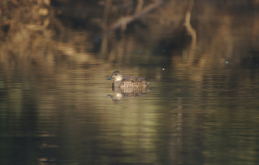 A grey Teal o  the Moore River at Regans Ford, Western Australia