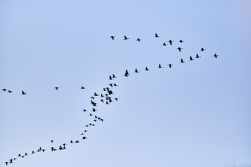 flock of cranes flying to place to sleep