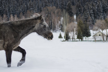 Fototapeta na wymiar horse in the winter