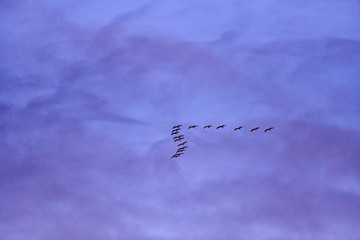 flock of cranes flying to place to sleep