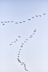 flock of cranes flying to place to sleep
