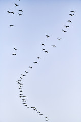 flock of cranes flying to place to sleep