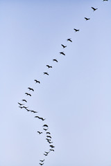 flock of cranes flying to place to sleep