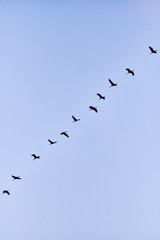 flock of cranes flying to place to sleep