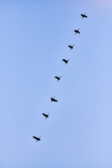 flock of cranes flying to place to sleep