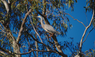 A White Faced Heron in a tree on the Moore River, Western Australia
