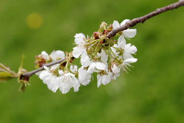 Flowers of cherry tree