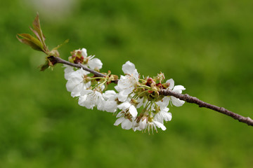 Flowers of cherry tree