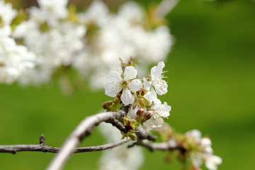 Flowers of cherry tree