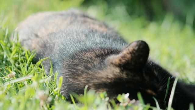 a dark motley country cat with bright spots wallows among bright green grass