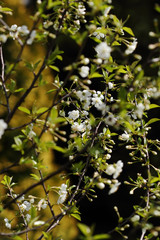 Cherry Tree in Bloom