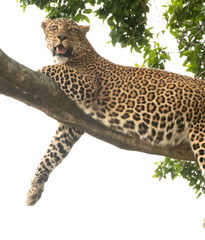 leopard on a tree