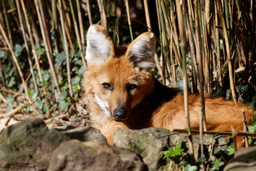 Loup à crinière en gros plan