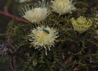 A green jewel beetle on a Banksia Kippistiana in Western Australia