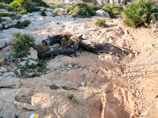  tree lying on the floor of a cliff