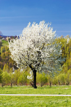 tree in spring