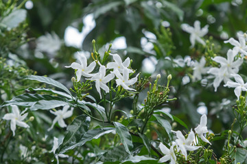 fresh Gardenia flower in garden, Tabernaemontana pandacaqui Lam.