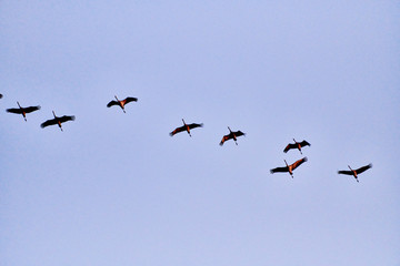 flock of cranes flying to place to sleep