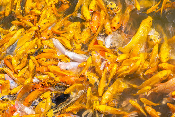 Golden Koi fish, Fancy carp, Mirror carp (Cyprinus Carpio) are swimming and diving in the pond