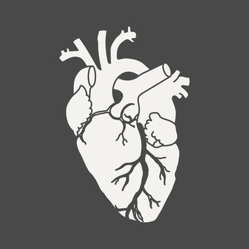Anatomical human heart - white silhouette isolated on black background. Hand drawn sketch. Vector illustration.