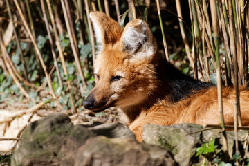 Loup à crinière en gros plan