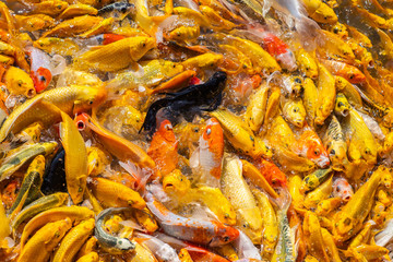 Golden Koi fish, Fancy carp, Mirror carp (Cyprinus Carpio) are swimming and diving in the pond