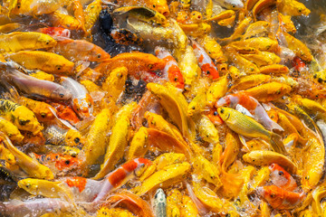 Golden Koi fish, Fancy carp, Mirror carp (Cyprinus Carpio) are swimming and diving in the pond