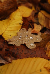 Falling golden autumn leafs with rainy water drops seasonal mood macro photo 