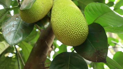 Young jackfruit is still attached to the tree, still fresh can be cooked for vegetables