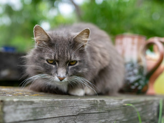 picture with a sad gray cat portrait