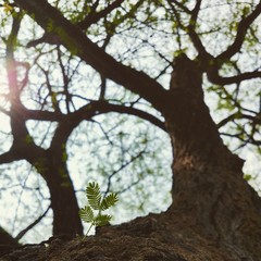 tree in blossom