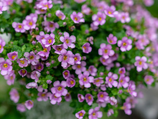 picture with a close-up of a beautiful flower, blurred background