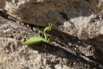 Mante religieuse aggripée à un mur de pierres