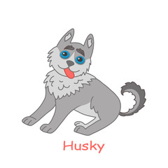 Advertising poster husky cute dog drawn by hand. 