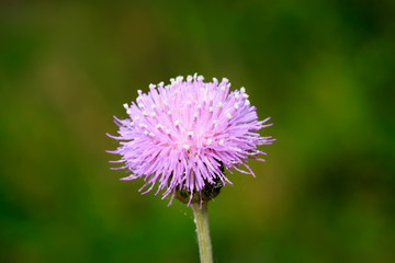 Thistle flowers