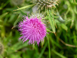 picture with a close-up of a beautiful flower, blurred background