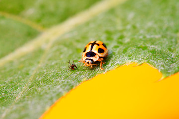 Propylaea japonica on plant