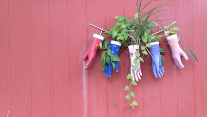 ivy grown in colourful rubber gloves hang on red wall made by wood that a bit dirty with some stain.