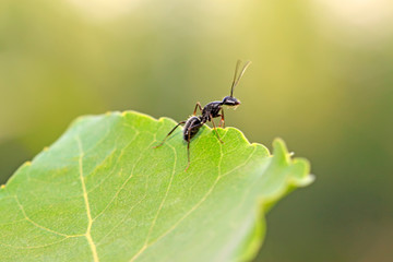 Camponotus japonicus on plant