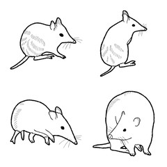 Bandicoot Animal Vector Illustration Hand Drawn Cartoon Art