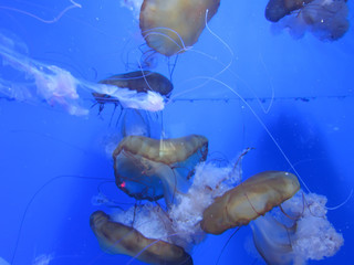 jellyfish