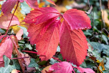 Bunte Blätter im Herbst,  rotes Herbstlaub an einem sonnigen Tag im Oktober