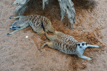 Obraz na płótnie Canvas Meerkat in its habitat