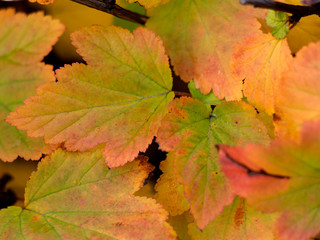 october autumn leaves in the city