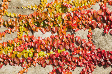 Autumn. Colorful leaves growing on the wall. Sunny weather